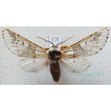 Furcula bicuspis (Borkhausen, 1790) male Widłogonka dwurożka Czech17l